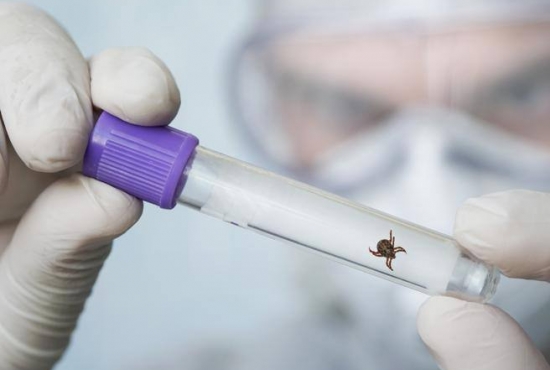Pfizer and Valneva advance Lyme disease vaccine by launching major trial